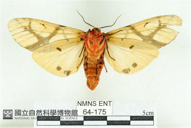 乳白斑燈蛾藏品圖，第2張