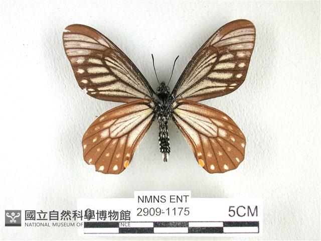黃星斑鳳蝶藏品圖，第2張