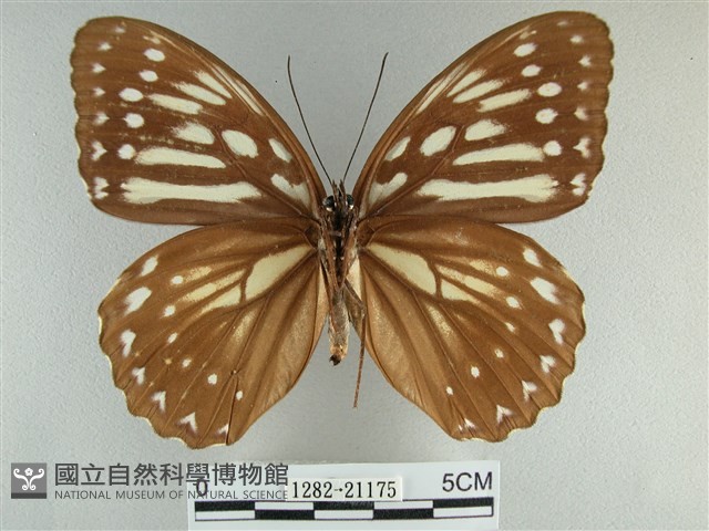 臺灣斑眼蝶藏品圖，第2張