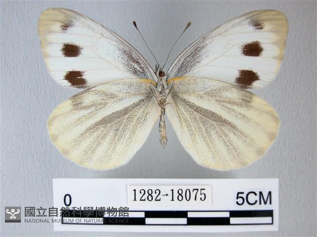 緣點白粉蝶藏品圖，第2張