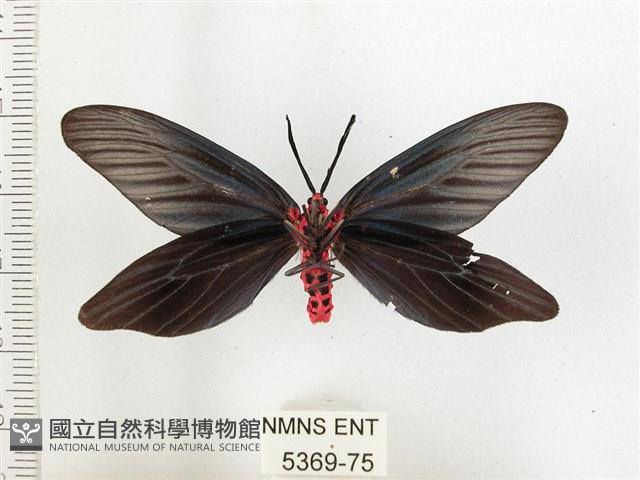 重陽木螢斑蛾藏品圖，第2張