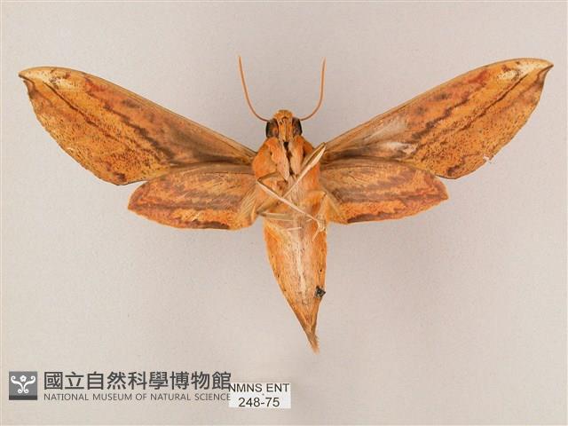 綠背斜紋天蛾藏品圖，第2張