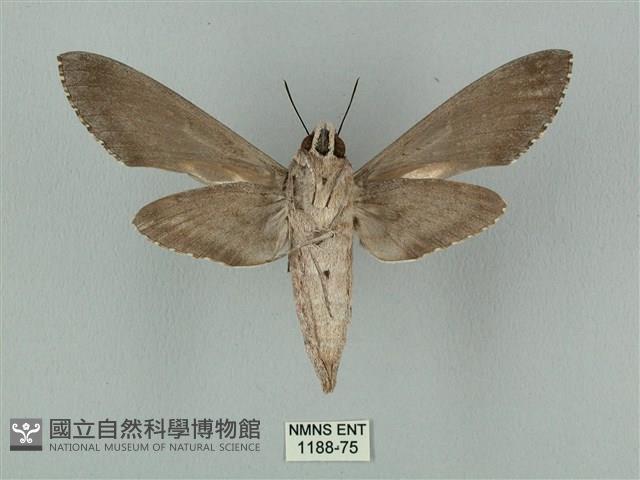 蝦殼天蛾藏品圖，第2張