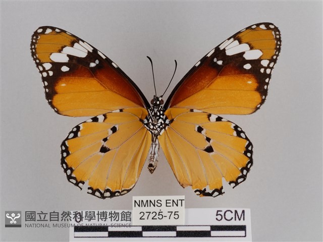 樺斑蝶藏品圖，第2張