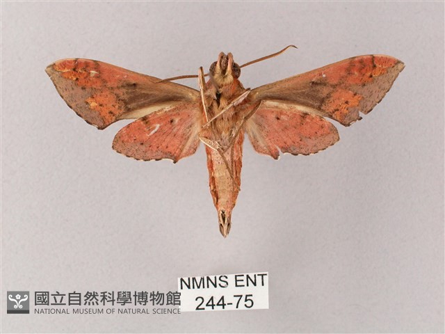雙斑白肩天蛾藏品圖，第2張