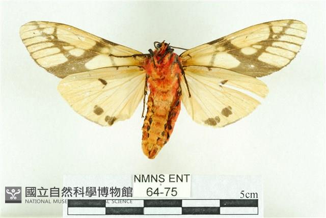 乳白斑燈蛾藏品圖，第2張