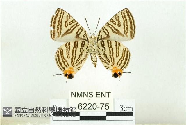 蓬萊虎灰蝶藏品圖，第2張