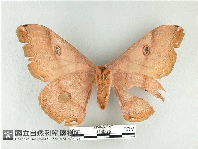 雙黑目天蠶蛾藏品圖，第2張