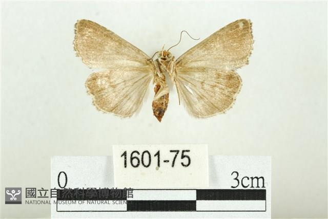 白斑散紋夜蛾藏品圖，第2張