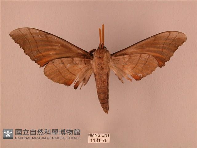 栗六點天蛾藏品圖，第2張