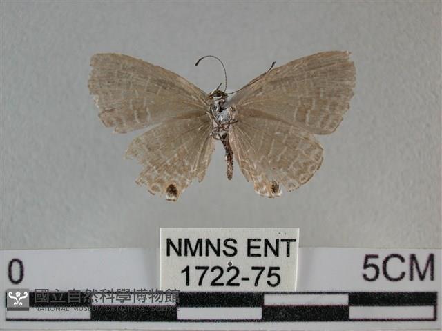 雅波灰蝶藏品圖，第2張