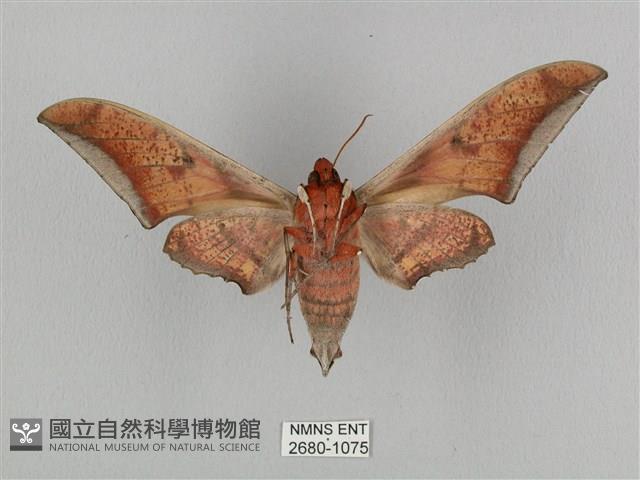 黑帶鷹翅天蛾藏品圖，第2張