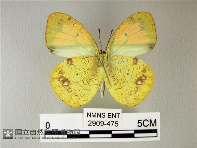 異粉蝶、雌白黃蝶藏品圖，第2張