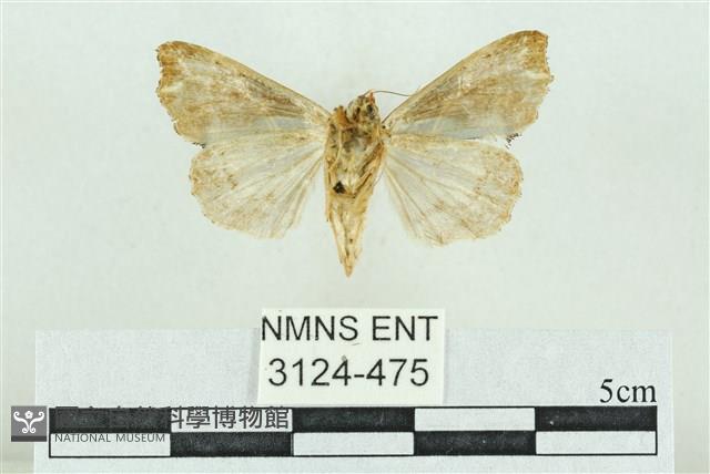 粉紅帶散紋夜蛾藏品圖，第2張