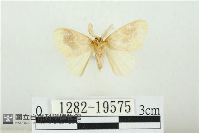寬紋黃毒蛾藏品圖，第2張