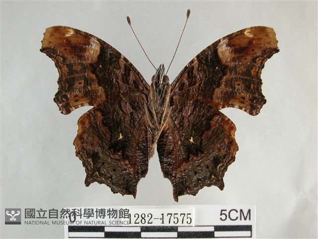琉璃蛺蝶藏品圖，第2張