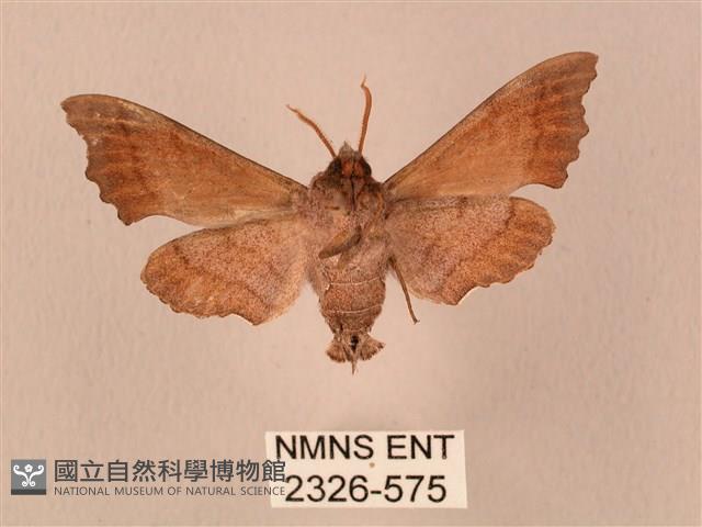 楓天蛾藏品圖，第2張