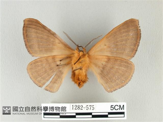 兩色帶蛾藏品圖，第2張