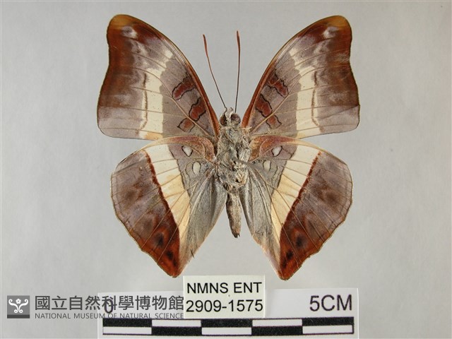 紫俳線蛺蝶藏品圖，第2張