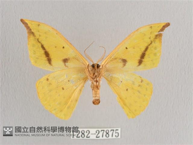 黃鉤蛾藏品圖，第2張