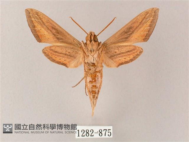 單斜紋天蛾藏品圖，第2張