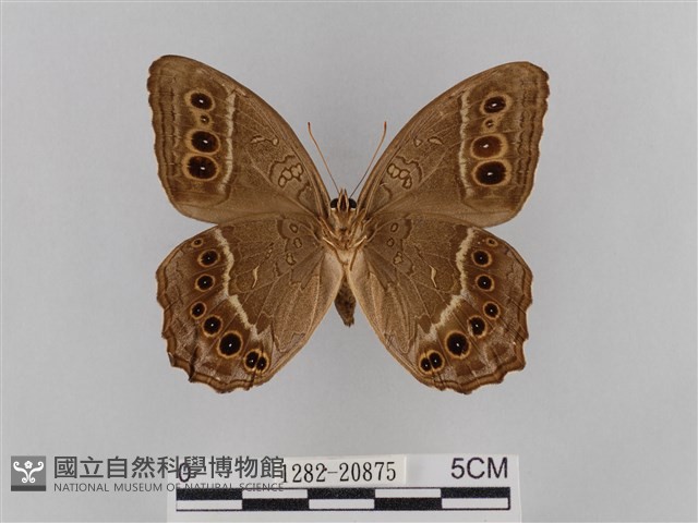 褐翅蔭眼蝶藏品圖，第2張