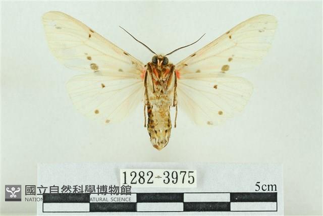 菊池污燈蛾藏品圖，第2張