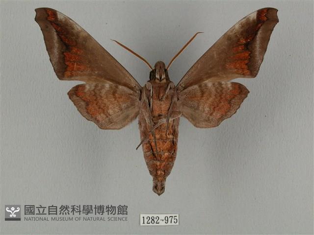 全緣缺角天蛾藏品圖，第2張