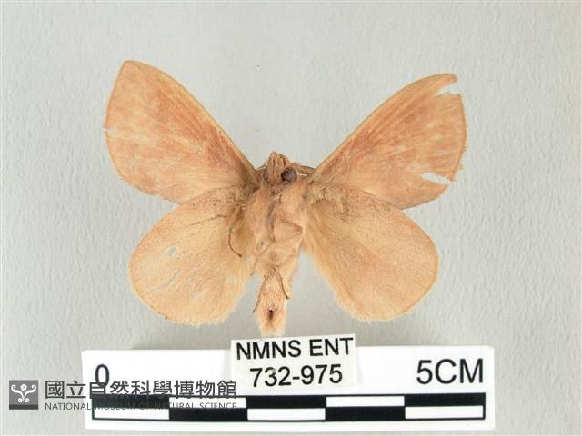 淡紋斜帶枯葉蛾藏品圖，第2張