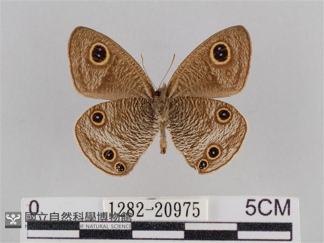 密紋波眼蝶藏品圖，第2張