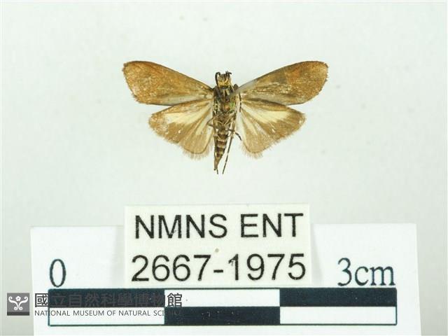 叉紋閃舞蛾藏品圖，第2張