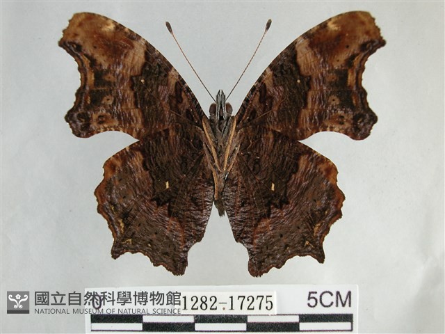 琉璃蛺蝶藏品圖，第2張