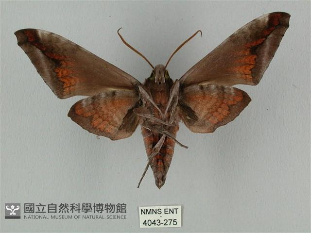 全緣缺角天蛾藏品圖，第2張