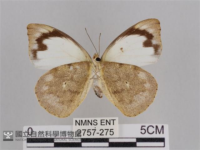 雲紋尖粉蝶藏品圖，第2張