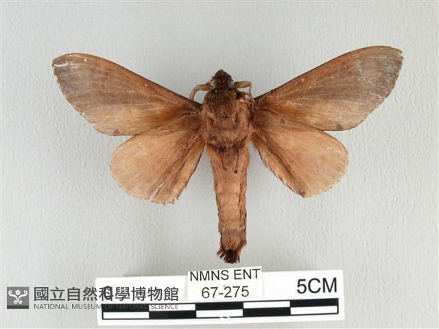 大褐斑枯葉蛾藏品圖，第2張