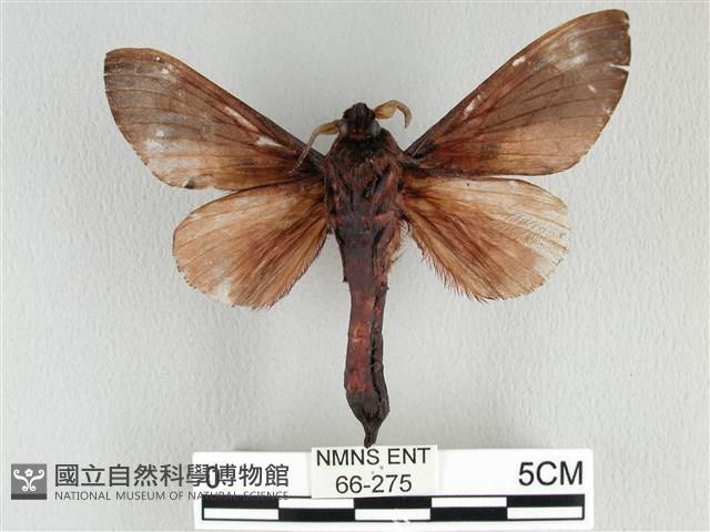 大褐斑枯葉蛾藏品圖，第2張