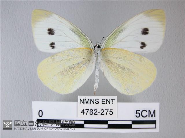 白粉蝶、紋白蝶藏品圖，第2張