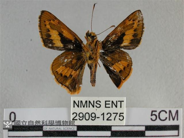 寬邊橙斑弄蝶藏品圖，第2張