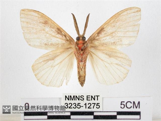 木毒蛾藏品圖，第2張