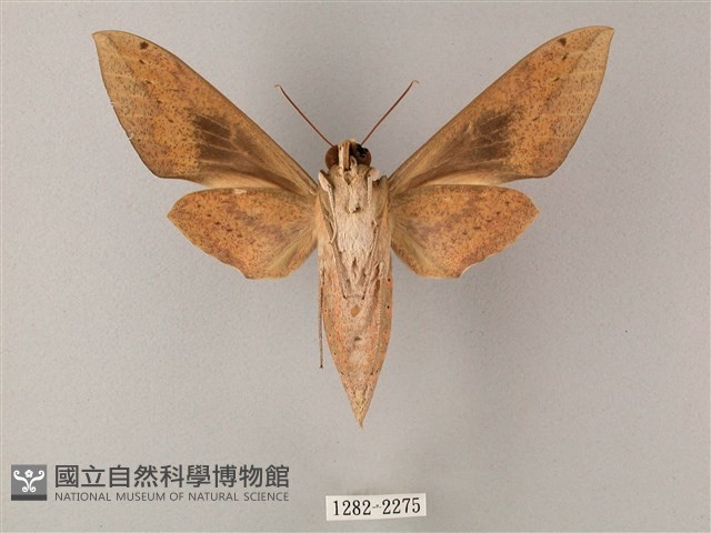 間斷斜紋天蛾藏品圖，第2張