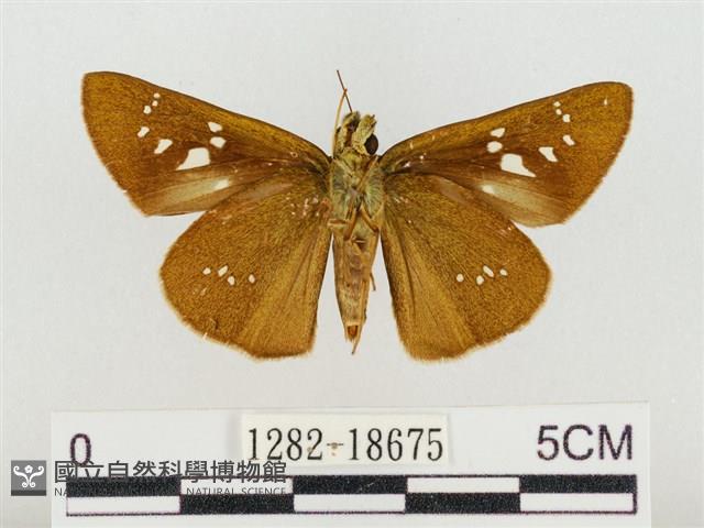 奇萊禪弄蝶藏品圖，第2張