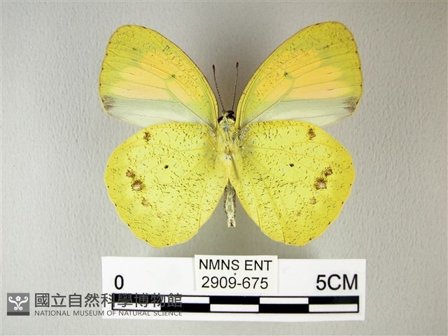 異粉蝶、雌白黃蝶藏品圖，第2張