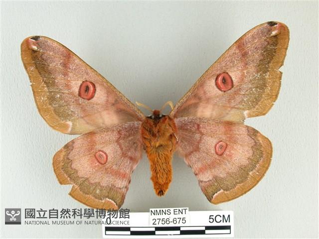 綠目天蠶蛾藏品圖，第2張