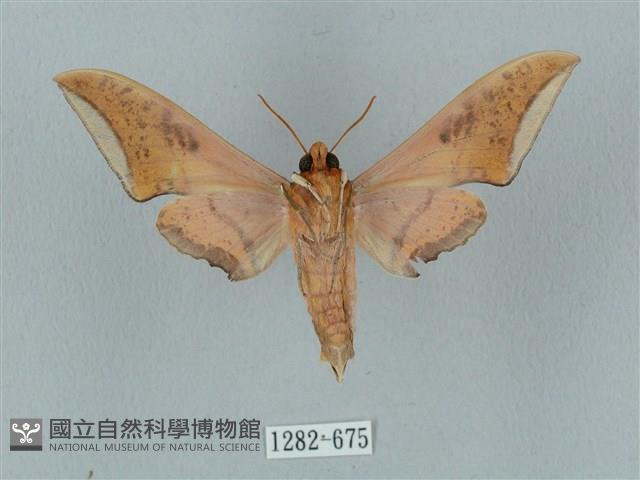 廣東鷹翅天蛾藏品圖，第2張