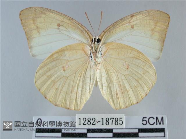 細波遷粉蝶藏品圖，第2張