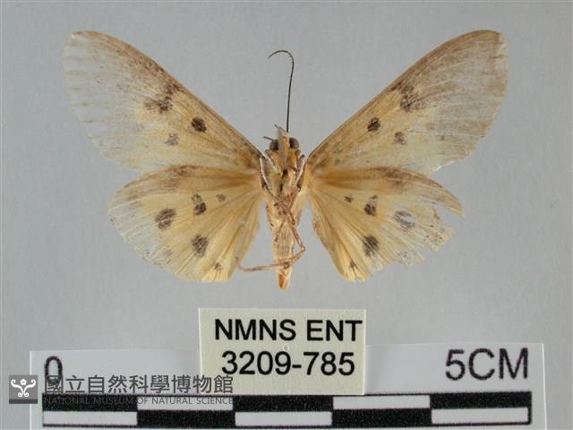 一點擬燈蛾藏品圖，第2張