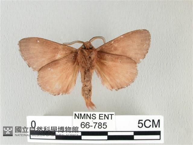 馬尾松枯葉蛾藏品圖，第2張