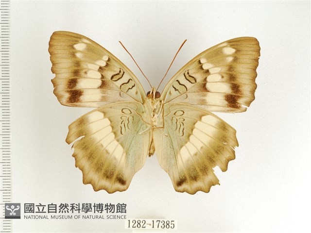臺灣翠蛺蝶藏品圖，第2張