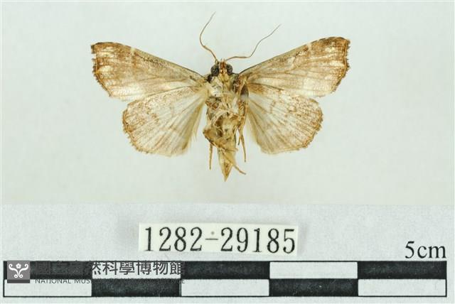 粉紅帶散紋夜蛾藏品圖，第2張