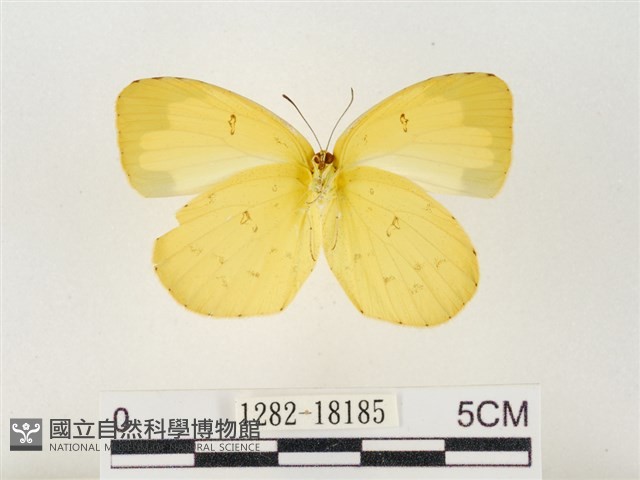 島嶼黃蝶、江崎黃蝶藏品圖，第2張